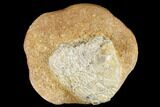 Miocene Fossil Echinoid (Clypeaster) - Taza, Morocco #174369-2